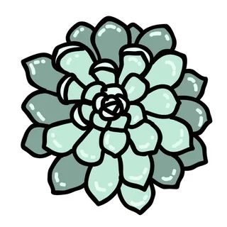 Суккуленты 🌵 растения (выращивание) banner