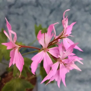 Квітковий Всесвіт 🪴🌺🌸 banner
