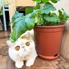 Горшочки счастья: уход за домашними цветами banner