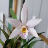 Orchids - всё об орхидеях banner