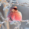 Атлас птиц banner