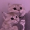 Милые котики🐾 banner
