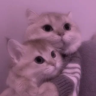 Милые котики🐾 banner