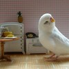 Popugi banner