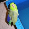 Погладь попугая 🦜 banner
