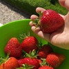 Дача Лето Сад - со вкусом и любовью banner