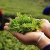 ЧАЙНЫЙ ЧИБАМБОЗ | Китайский чай 🍵 banner