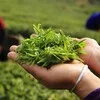 ЧАЙНЫЙ ЧИБАМБОЗ | Китайский чай 🍵 banner