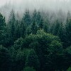 Лесной эталон: ESG, устойчивое развитие, экомаркировка banner