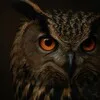 Бдящий Филин — Школа. Вуз. Наука. banner