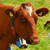 RoboMilk banner
