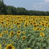 Селовед Приморья banner