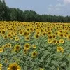 Селовед Приморья banner