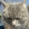 Кот Олег banner