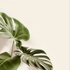 Home Look banner