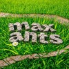 Maximal ants // интересное о муравьях! banner