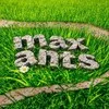 Maximal ants // интересное о муравьях! banner