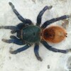Пауки птицееды от Arachnoforbes banner