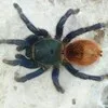 Пауки птицееды от Arachnoforbes banner