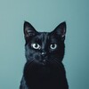 Чёрный кот | Банкротство | Омск banner