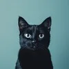 Чёрный кот | Банкротство | Омск banner