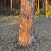 Strong&Long Photogallery banner