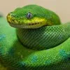 Разъяснивший Python banner