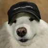 Скользкая собака | Зиновьев banner