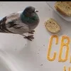 Светские крошки LIVE banner
