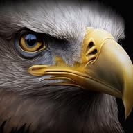 Eagle Eyes Stock in Focus banner