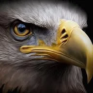 Eagle Eyes Stock in Focus banner