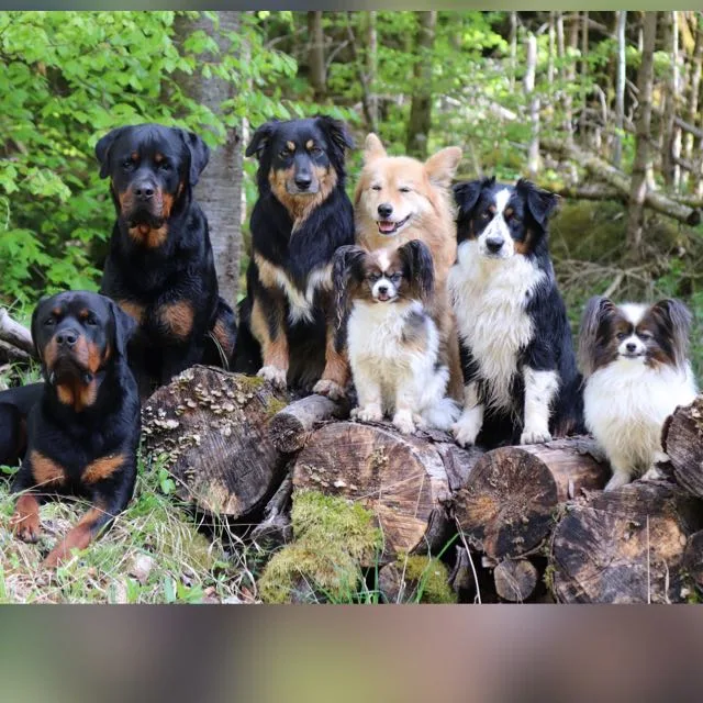 nature dogs - Hundeschule & Pension banner