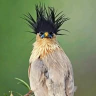 Nature ♮ & Wildlife banner