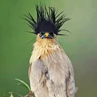 Nature ♮ & Wildlife banner