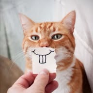Lustige Tiervideos - funny animals banner