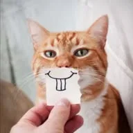 Lustige Tiervideos - funny animals banner