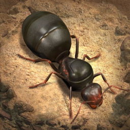 The Ants Official banner