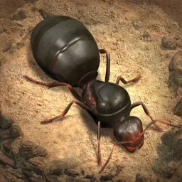 The Ants Official banner