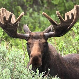 Moose’s Gaming Community banner