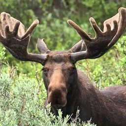 Moose’s Gaming Community banner