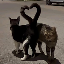 lil kittens | Social • Emotes • Chill • Gaming • Memes • Gws • sfw banner