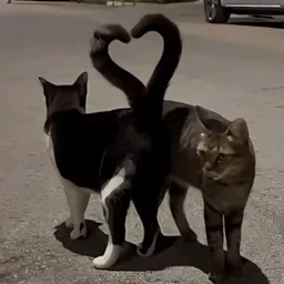 lil kittens | Social • Emotes • Chill • Gaming • Memes • Gws • sfw banner