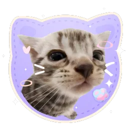 cat piss aka' /sillycats 🎀 banner
