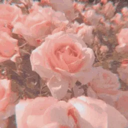 🌸 rosey ❀˖°  |   social ⋆ free tag ⋆ gwys banner