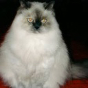 LargeCat banner