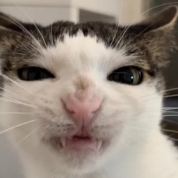 cats being cats banner