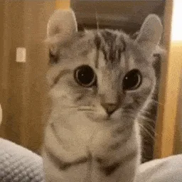 Cat Community banner