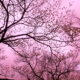 𝑳𝒊𝒍𝒂𝒄𝒊𝒂 banner