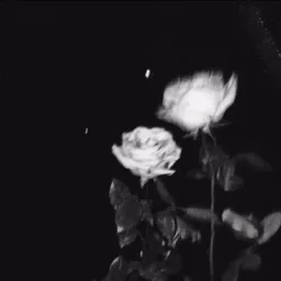𝜗𝜚 ࣪˖ 𝐥𝐢𝐥𝐢𝐭𝐡 𝘇 𐰁 ༢ banner
