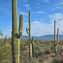 Cactus Gang banner